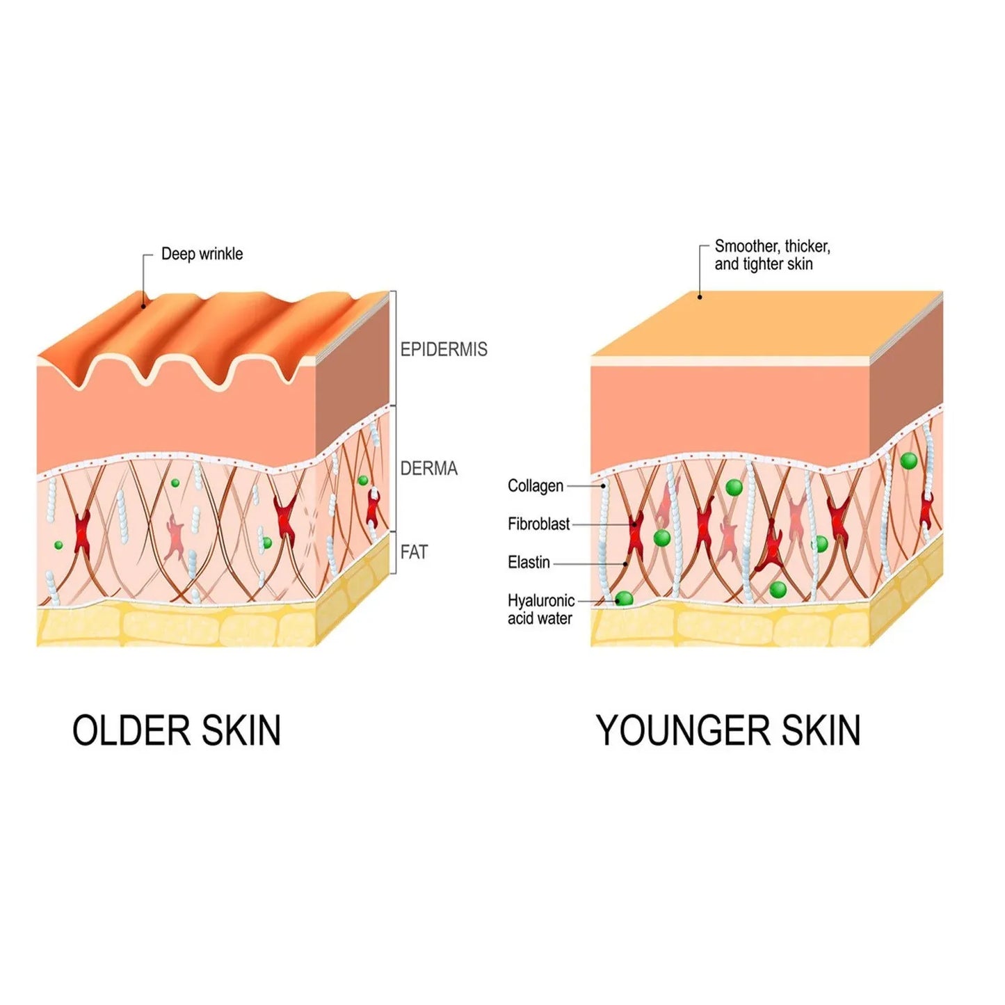 Anti-Wrinkle Fine Line-Fading Lifting & Firming Skin Care